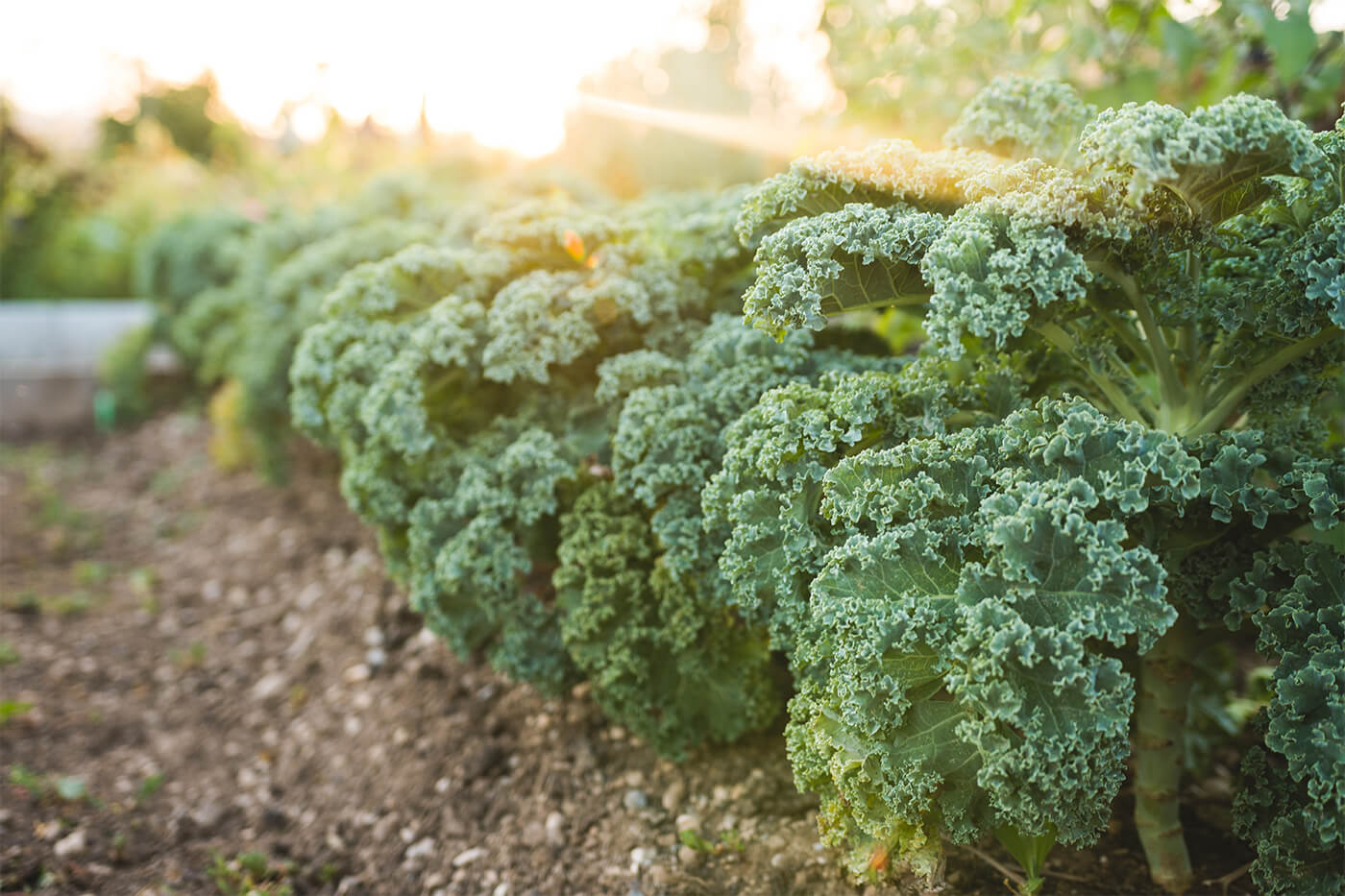 Superfood Grünkohl