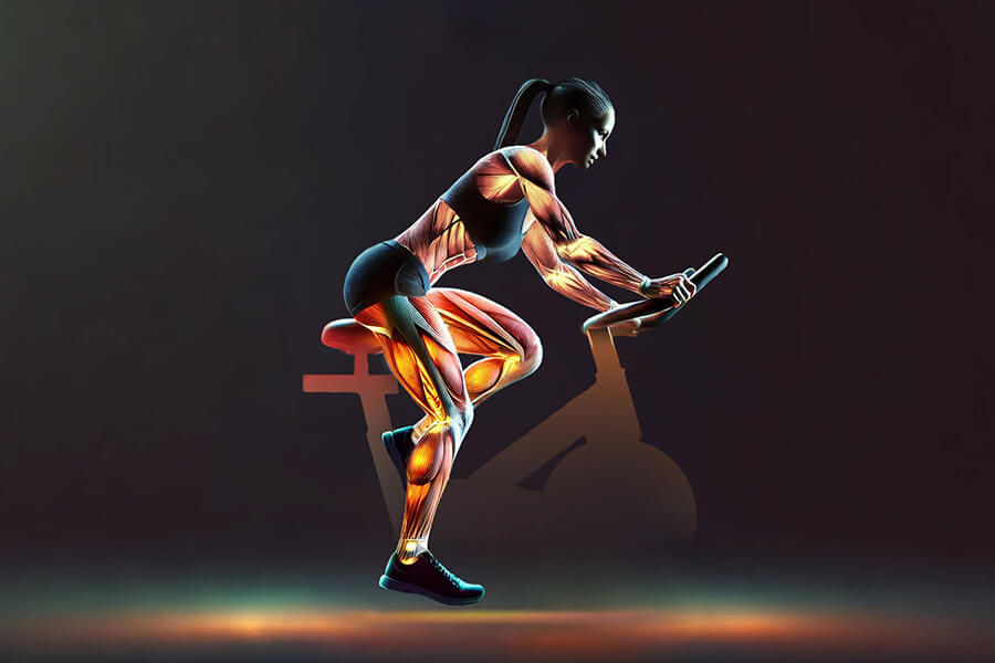 Ergometer AX 4000: Beinmuskulatur voll im Focus